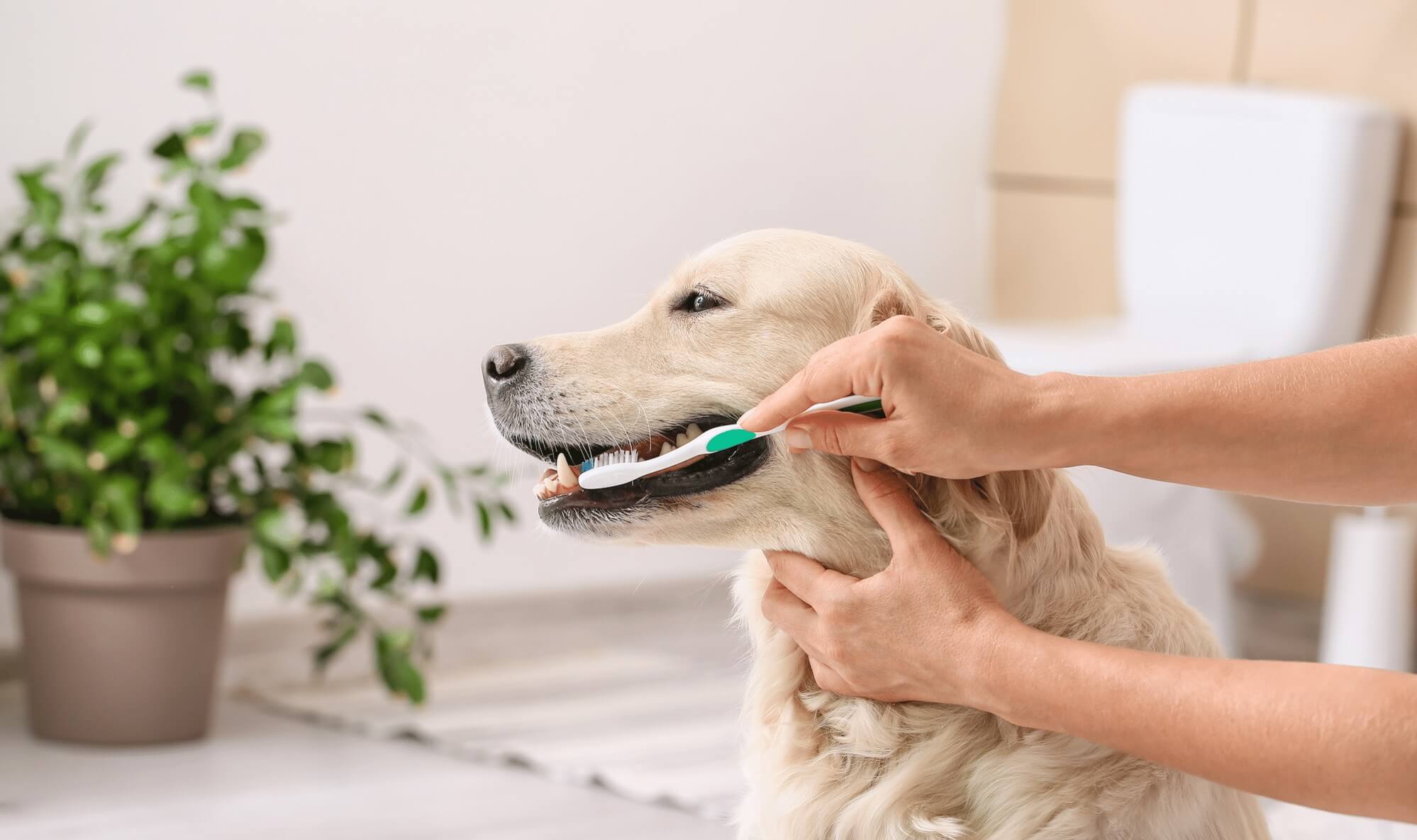 How to Keep Your Dog’s Teeth Healthy and Strong